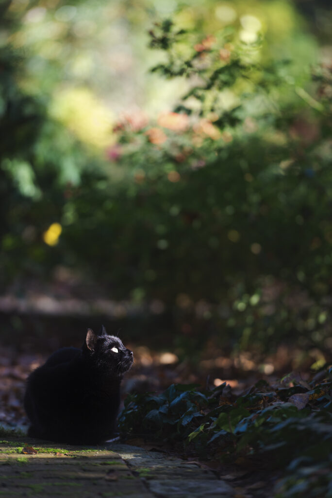 fotografia naturalistica di un animale ripreso in modo spontaneo